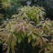 Pieris japonský - Pieris japonica mix