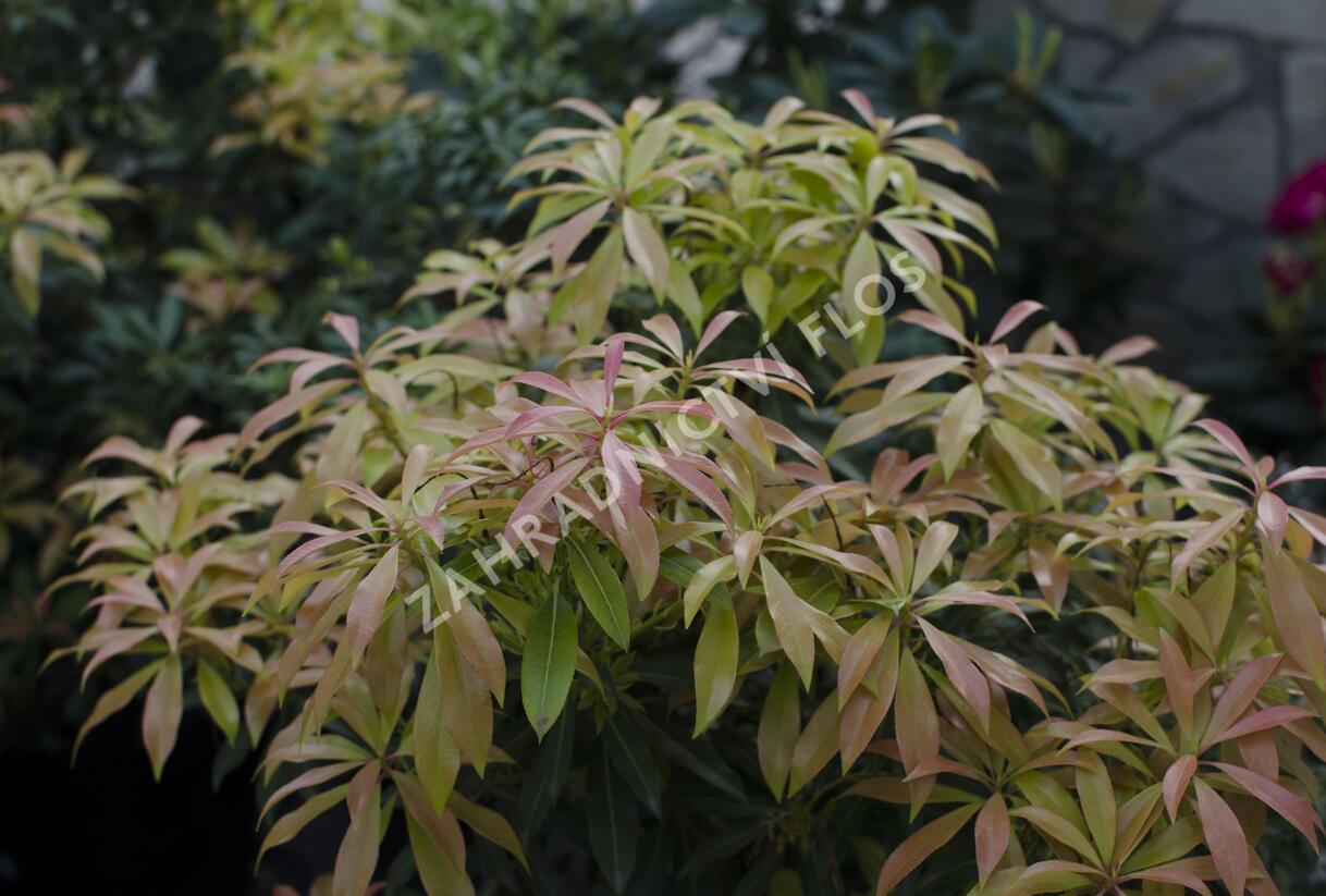 Pieris japonský - Pieris japonica mix