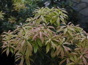 Pieris japonský - Pieris japonica mix
