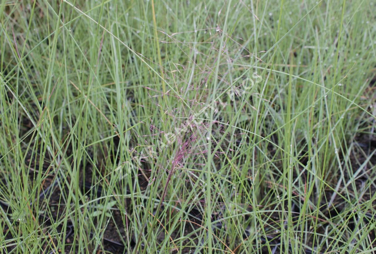 Muhla mexická červená - Muehlenbergia capillaris