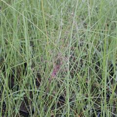 Muhla mexická červená - Muehlenbergia capillaris