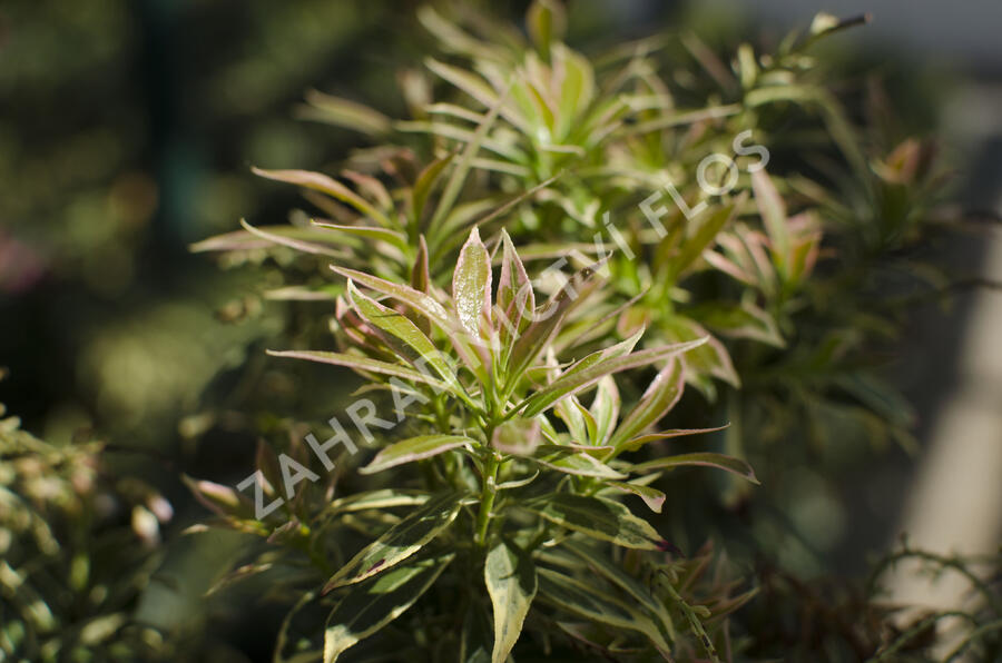 Pieris japonský 'Variegata' - Pieris japonica 'Variegata'