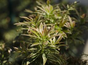 Pieris japonský 'Variegata' - Pieris japonica 'Variegata'
