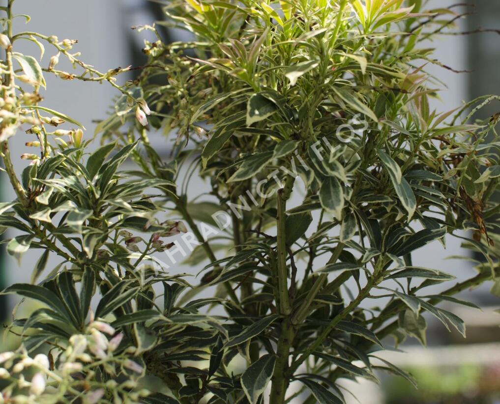 Pieris japonský 'Variegata' - Pieris japonica 'Variegata'