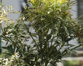 Pieris japonský 'Variegata'