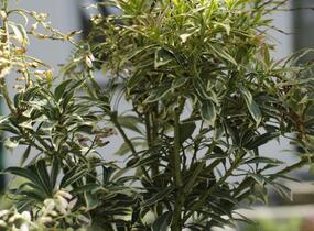 Pieris japonský 'Variegata' - Pieris japonica 'Variegata'