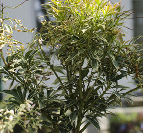 Pieris japonský 'Variegata' - Pieris japonica 'Variegata'