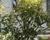 Pieris japonský 'Variegata'