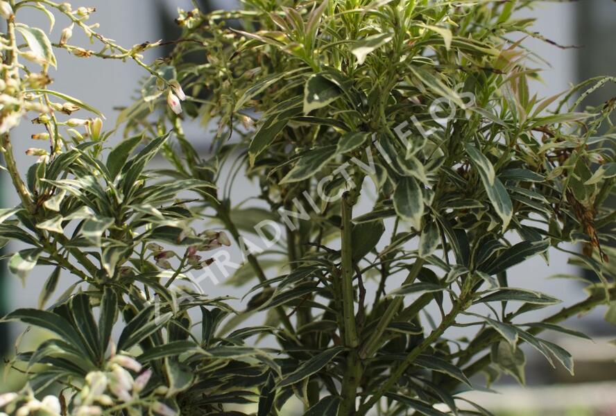 Pieris japonský 'Variegata' - Pieris japonica 'Variegata'