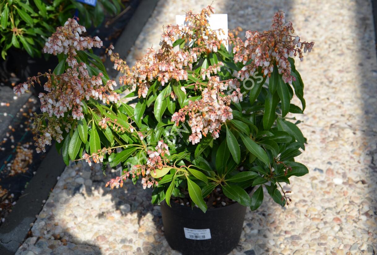 Pieris japonský 'Variegata' - Pieris japonica 'Variegata'
