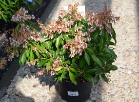 Pieris japonský 'Variegata' - Pieris japonica 'Variegata'