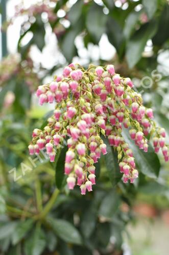 Pieris japonský 'Valley Valentine' - Pieris japonica 'Valley Valentine'