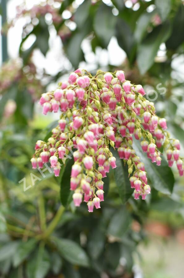 Pieris japonský 'Valley Valentine' - Pieris japonica 'Valley Valentine'