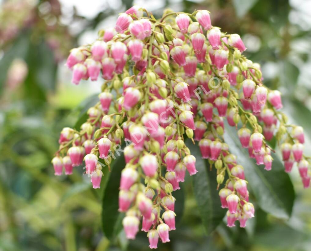 Pieris japonský 'Valley Valentine' - Pieris japonica 'Valley Valentine'