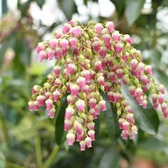 Pieris japonský 'Valley Valentine' - Pieris japonica 'Valley Valentine'