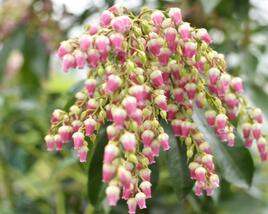 Pieris japonský 'Valley Valentine'