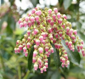 Pieris japonský 'Valley Valentine' - Pieris japonica 'Valley Valentine'