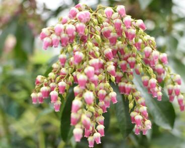 Pieris japonský 'Valley Valentine'