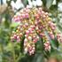 pieris-japonsky-valley-valentine.jpg
