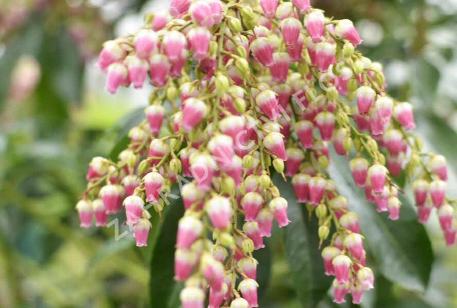 Pieris japonský 'Valley Valentine' - Pieris japonica 'Valley Valentine'