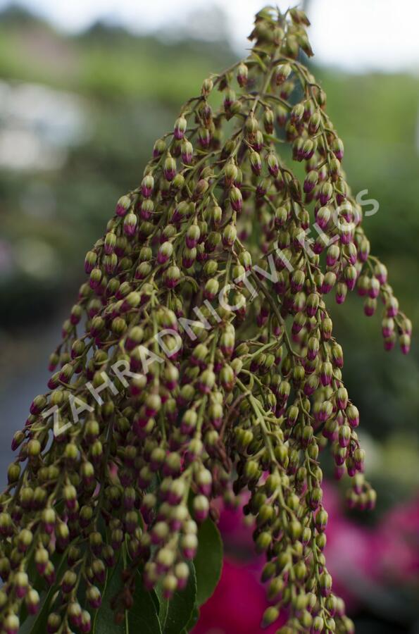 Pieris japonský 'Valley Valentine' - Pieris japonica 'Valley Valentine'