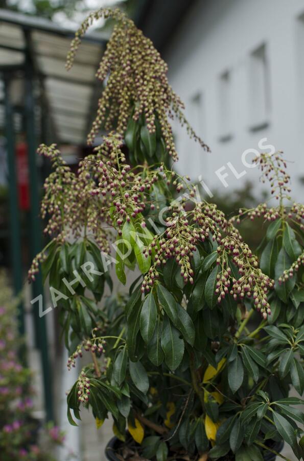 Pieris japonský 'Valley Valentine' - Pieris japonica 'Valley Valentine'