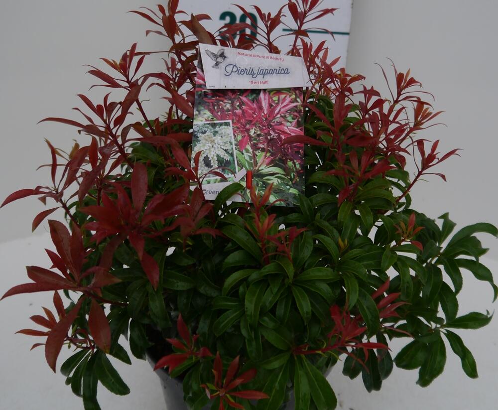 Pieris japonský 'Red Mill' - Pieris japonica 'Red Mill'