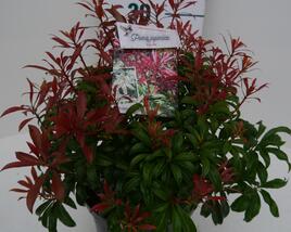 Pieris japonský 'Red Mill'