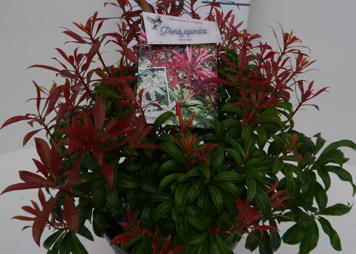 Pieris japonský 'Red Mill' - Pieris japonica 'Red Mill'