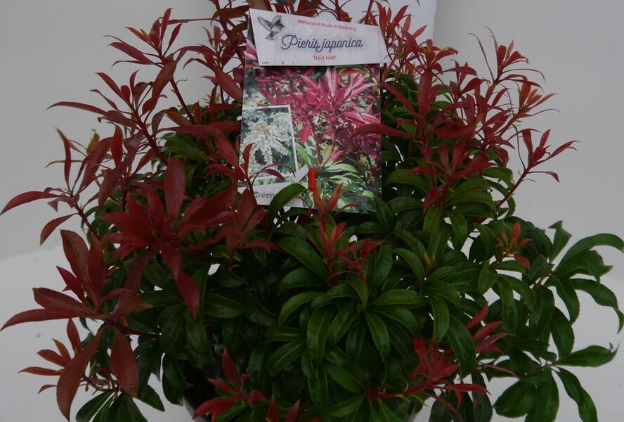 Pieris japonský 'Red Mill' - Pieris japonica 'Red Mill'