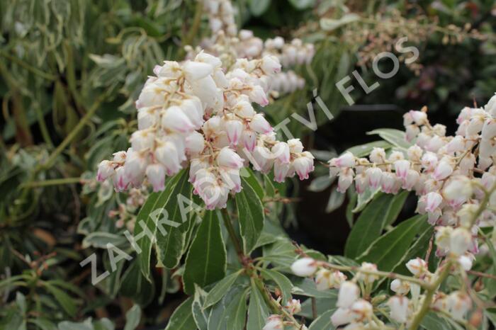 Pieris japonský 'Ralto Rose' - Pieris japonica 'Ralto Rose'