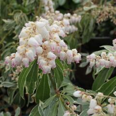 Pieris japonský 'Ralto Rose' - Pieris japonica 'Ralto Rose'