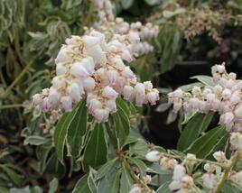 Pieris japonský 'Ralto Rose'