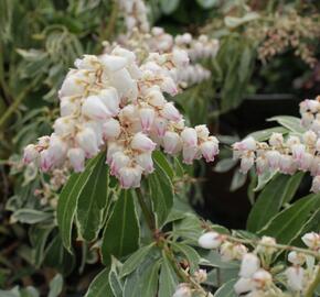 Pieris japonský 'Ralto Rose' - Pieris japonica 'Ralto Rose'