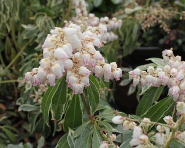 Pieris japonský 'Ralto Rose'