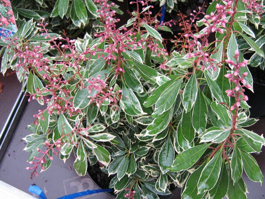 Pieris japonský 'Ralto' - Pieris japonica 'Ralto'