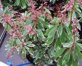 Pieris japonský 'Ralto'