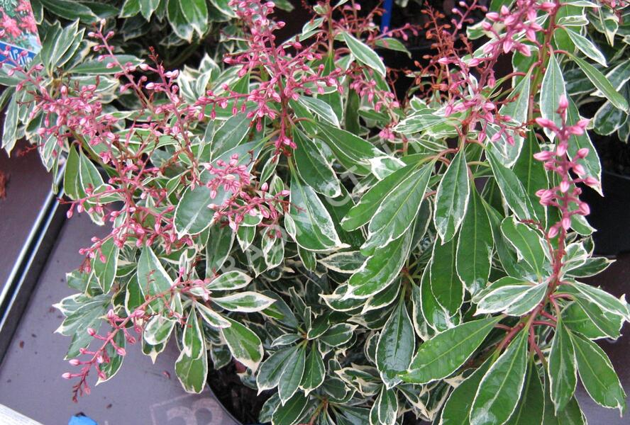 Pieris japonský 'Ralto' - Pieris japonica 'Ralto'