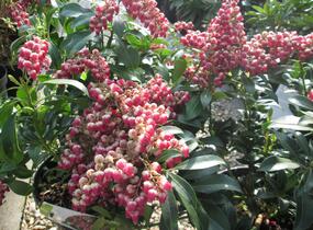 Pieris japonský 'Passion' - Pieris japonica 'Passion'