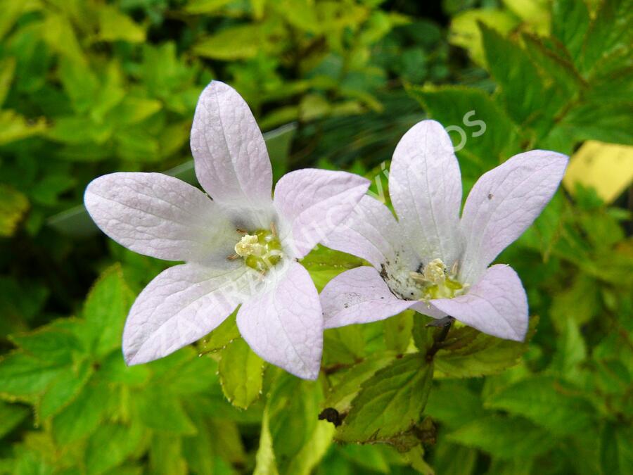 Zvonek bělokvětý 'Loddon Anna' - Campanula lactiflora 'Loddon Anna'