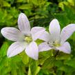 Zvonek bělokvětý 'Loddon Anna' - Campanula lactiflora 'Loddon Anna'