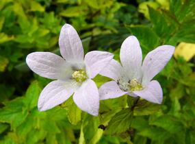 Zvonek bělokvětý 'Loddon Anna' - Campanula lactiflora 'Loddon Anna'