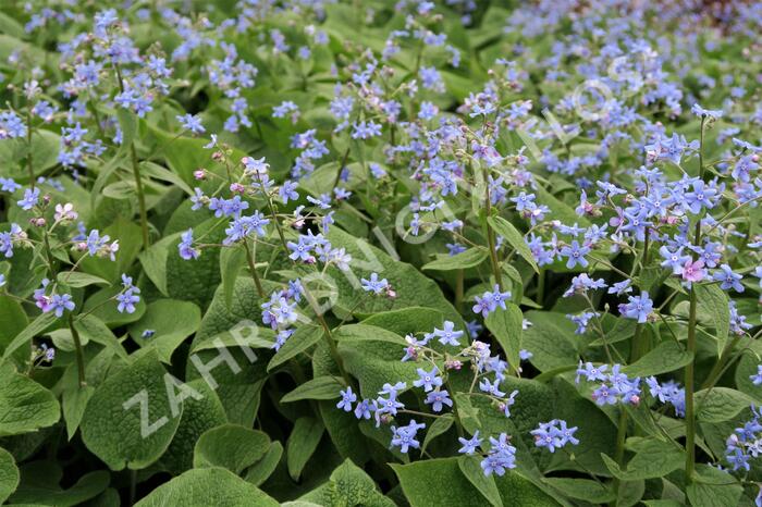 Pomněnkovec velkolistý - Brunnera macrophylla