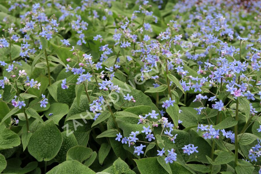 Pomněnkovec velkolistý - Brunnera macrophylla