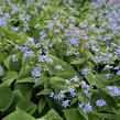 Pomněnkovec velkolistý - Brunnera macrophylla