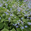 Pomněnkovec velkolistý - Brunnera macrophylla