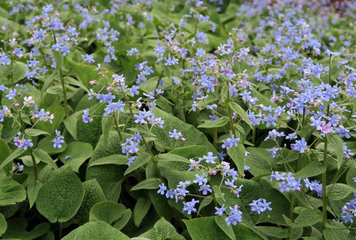 Pomněnkovec velkolistý - Brunnera macrophylla