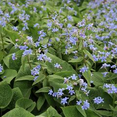 Pomněnkovec velkolistý - Brunnera macrophylla