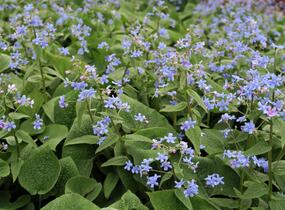 Pomněnkovec velkolistý - Brunnera macrophylla