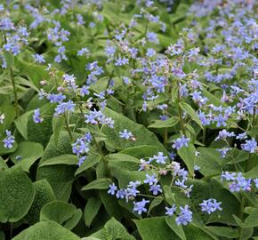 Pomněnkovec velkolistý - Brunnera macrophylla